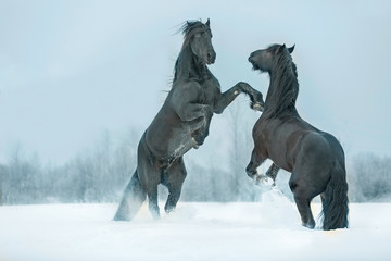 Fototapeta na wymiar Two fighting stallions.