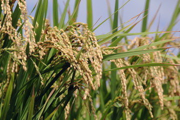 稲穂