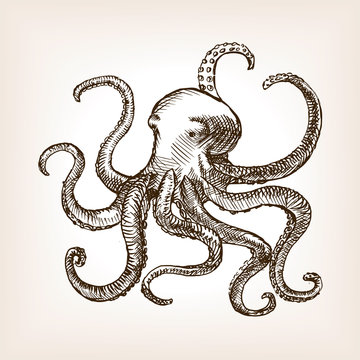 Octopus sea animal sketch vector illustration