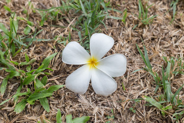 Beautiful Plumeria on lawn