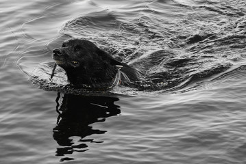 Fototapeta premium Tired Kelpie