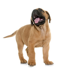 puppy bull mastiff