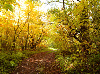 deciduous forest in autumn