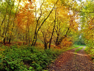 Fototapeta na wymiar deciduous forest in autumn