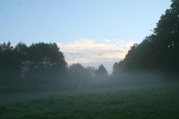 Kuhweide morgens im Nebel