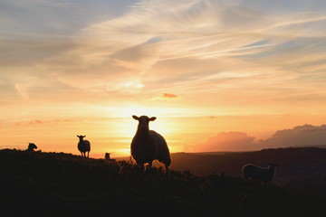Flock of sheep grazing at sunrise in a field of Marshwood Vale in Dorset AONB (Area of Outstanding Natural Beauty) - obrazy, fototapety, plakaty