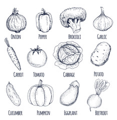 Collection of hand-drawn vegetables,