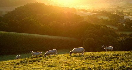 Flock of sheep grazing at sunrise in a field of Marshwood Vale in Dorset AONB (Area of Outstanding...