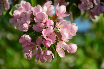 Beautiful pink apple tree in the garden 