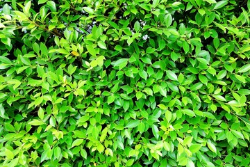 Fototapeta na wymiar Bueatiful green leaf background. green leaves on the green backgrounds