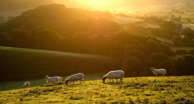 Flock of sheep grazing at sunrise in a field of Marshwood Vale in Dorset AONB (Area of Outstanding Natural Beauty)