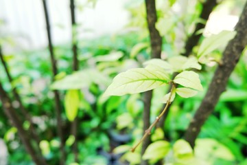 Bueatiful green leaf background. green leaves on the green backgrounds