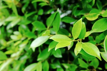 Bueatiful green leaf background. green leaves on the green backgrounds