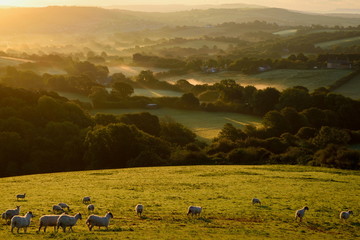 Flock of sheep grazing at sunrise in a field of Marshwood Vale in Dorset AONB (Area of Outstanding...