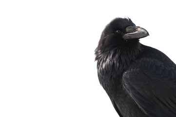 Raven