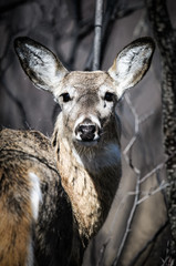 White-Tailed Deer