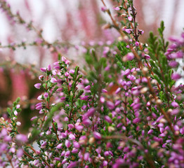 Calluna vulgaris Adrie