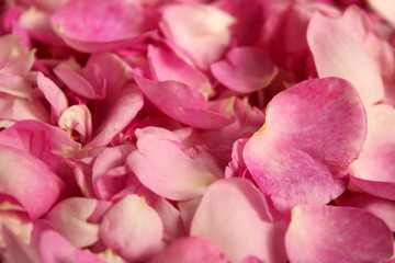 Obraz premium Pink petals of a tea rose.
