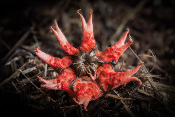 Fungus, Aseroe rubra, plant growing © Jill