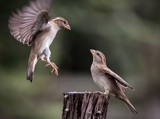 Sparrow flying towards standing sparrow