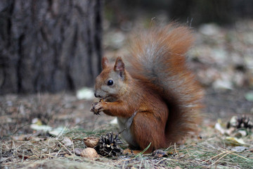Naklejka na ściany i meble Squirrel eats a walnut