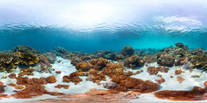 Fototapeta Spherical, 360 degrees, seamless panorama of the sea floor with corals