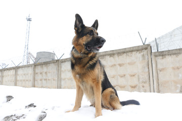 German shepherd dog is guarding an important object in winter