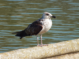 Wet yellow-legged Gull