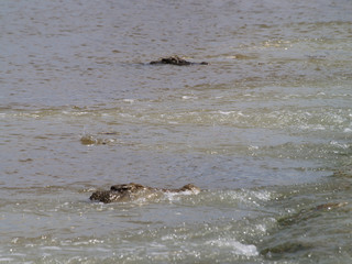 Fototapeta premium Crocodile and Bird looking for food