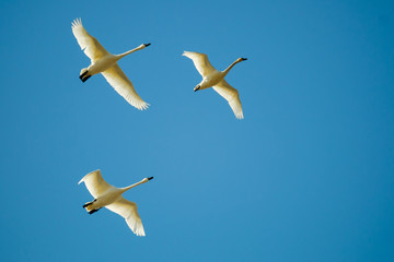 Swans