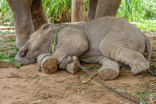 Elefant mit Fu&szlig;fessel