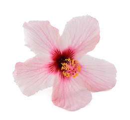 Pink hibiscus flower