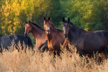 Fototapeta premium Koń w stadzie na zewnątrz przed jesiennym krajobrazem