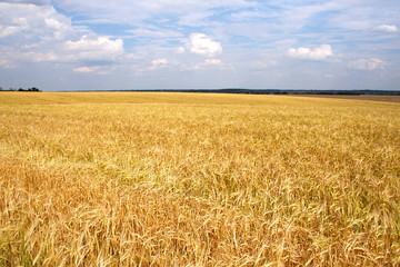 Field of ripe rye.