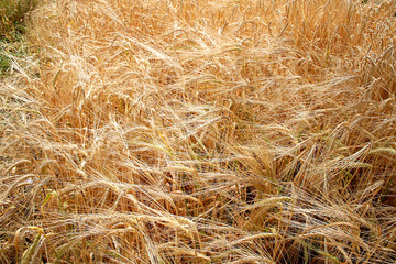Field of ripe rye