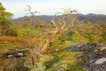 Tree