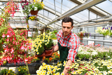 Fototapeta na wymiar Gärtner mit Blumen in einem Gewächshaus // Gardener with flowers in a greenhouse