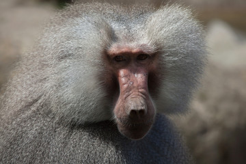 Hamadryas baboon (Papio hamadryas).