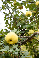 Yellow ripe quince on a tree in Moldova, vertical photo