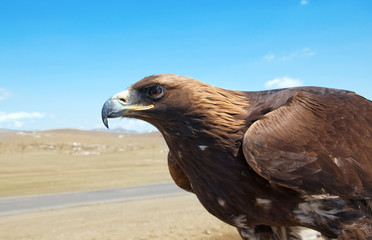 The bird of prey in the Mongolian desert.
