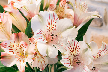 Bouquet of pink and white Alstroemeria. Natural floral background. Lily of the Incas