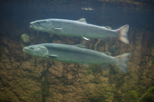 Huchen (Hucho hucho) or Danube salmon.