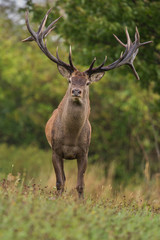 Obraz na płótnie Canvas Big and beautiful red deer male during the deer rut in the nature habitat in Czech Republic, european animals, deer rut, deer-park