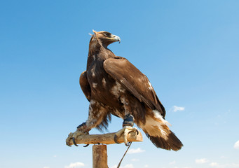 The bird of prey in the Mongolian desert.