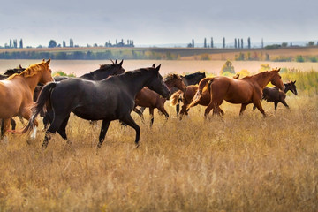 Naklejka na ściany i meble Horse herd in autumn pasture