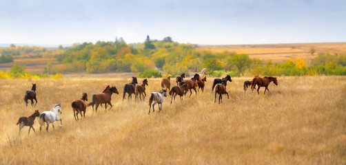Naklejka na ściany i meble Horse herd in autumn pasture