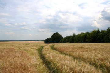 Spikelets ripe rye.