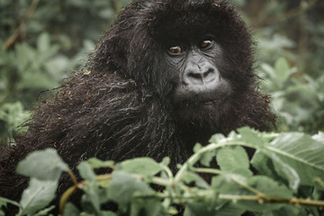 Young mountain gorilla in the forest
