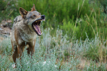 Blurred Canis Lupus Signatus opening mouth