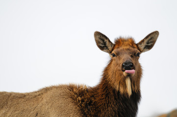 Elk  (Cervus canadensis)